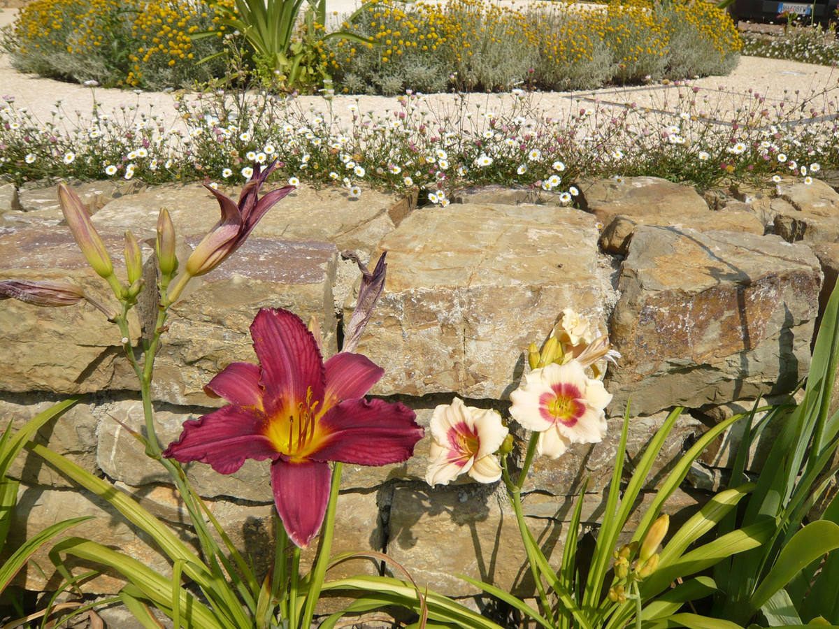 Stone wall with flowering plants and lilies