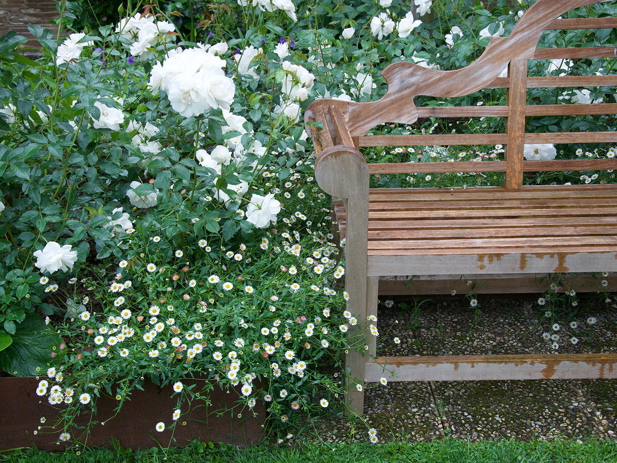Garden bench surrounded by white roses and flowers
