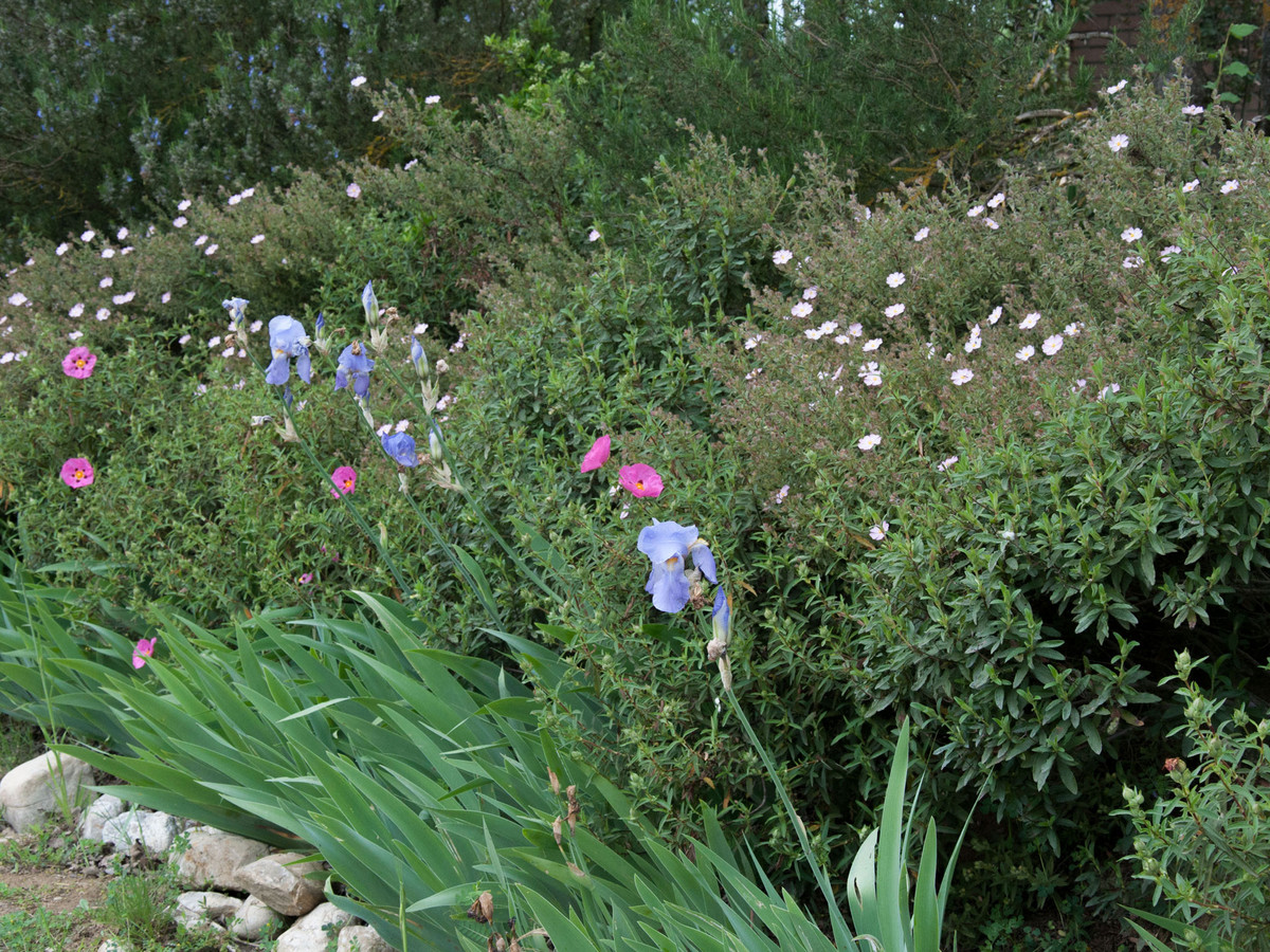 Garden path with mixed herbaceous borders
