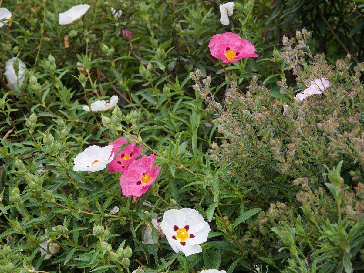Landscape garden with flowering shrubs