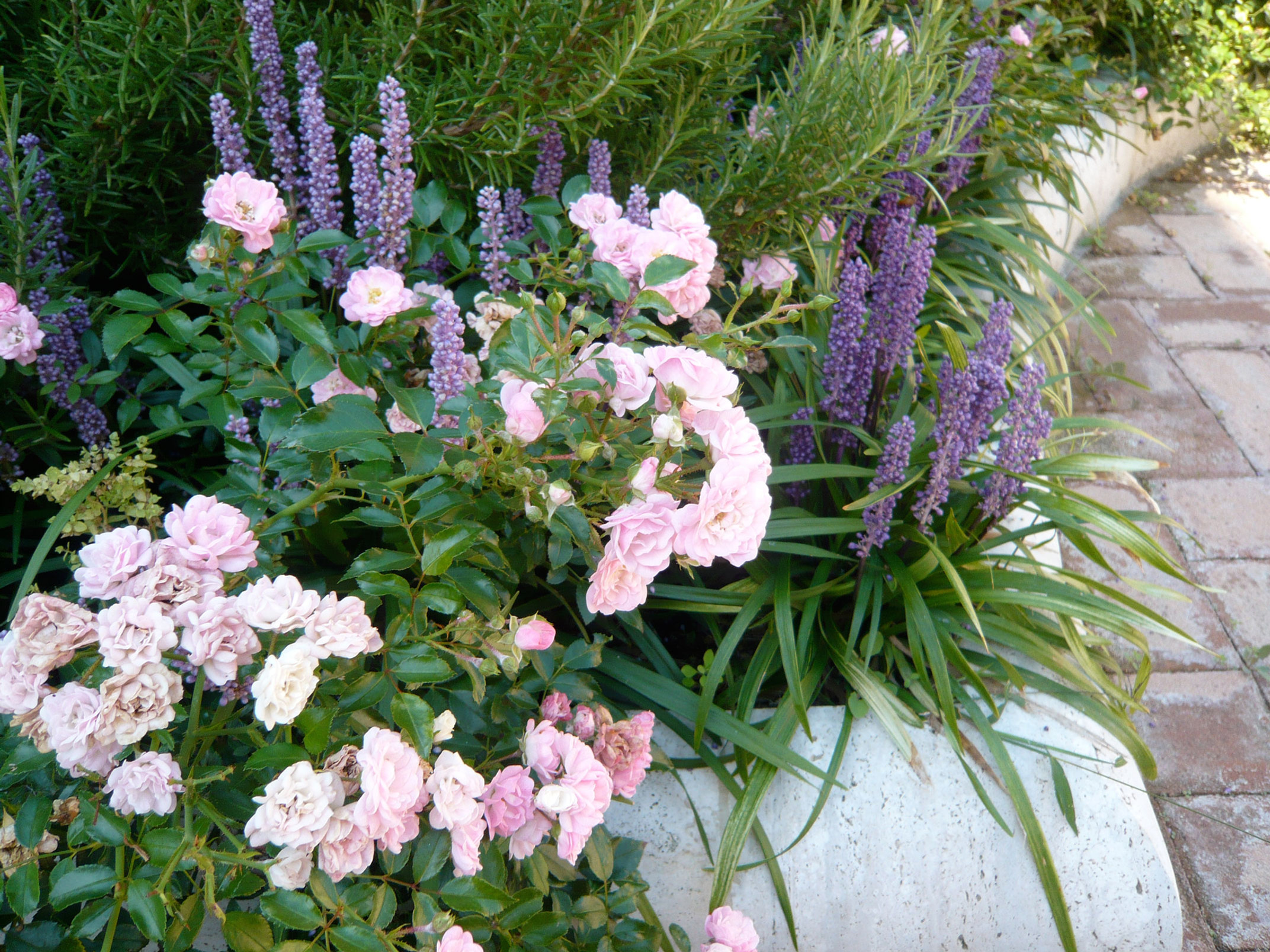 Roof garden - rooftop planting scheme