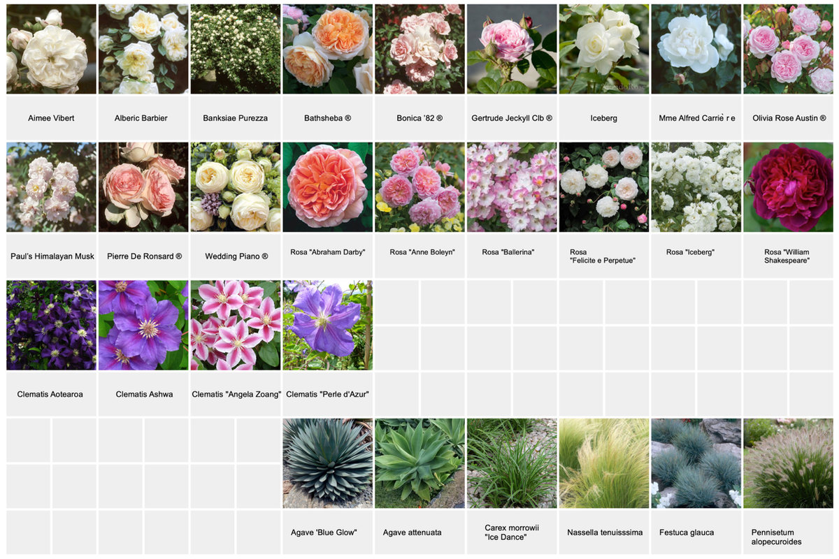 Plant list reference sheet 2