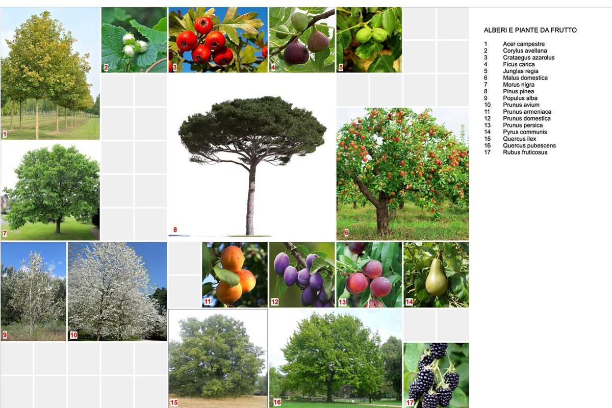 Plant species list 1